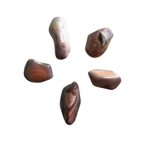 Rosa botswana agat