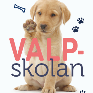 Valpskolan : så får du en glad, trygg och lydig hund